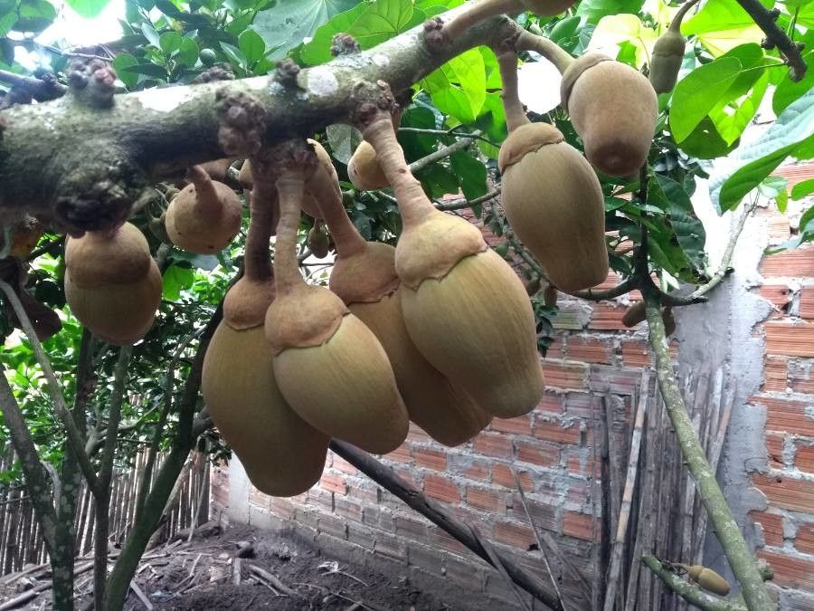 Quararibea cordata fruit