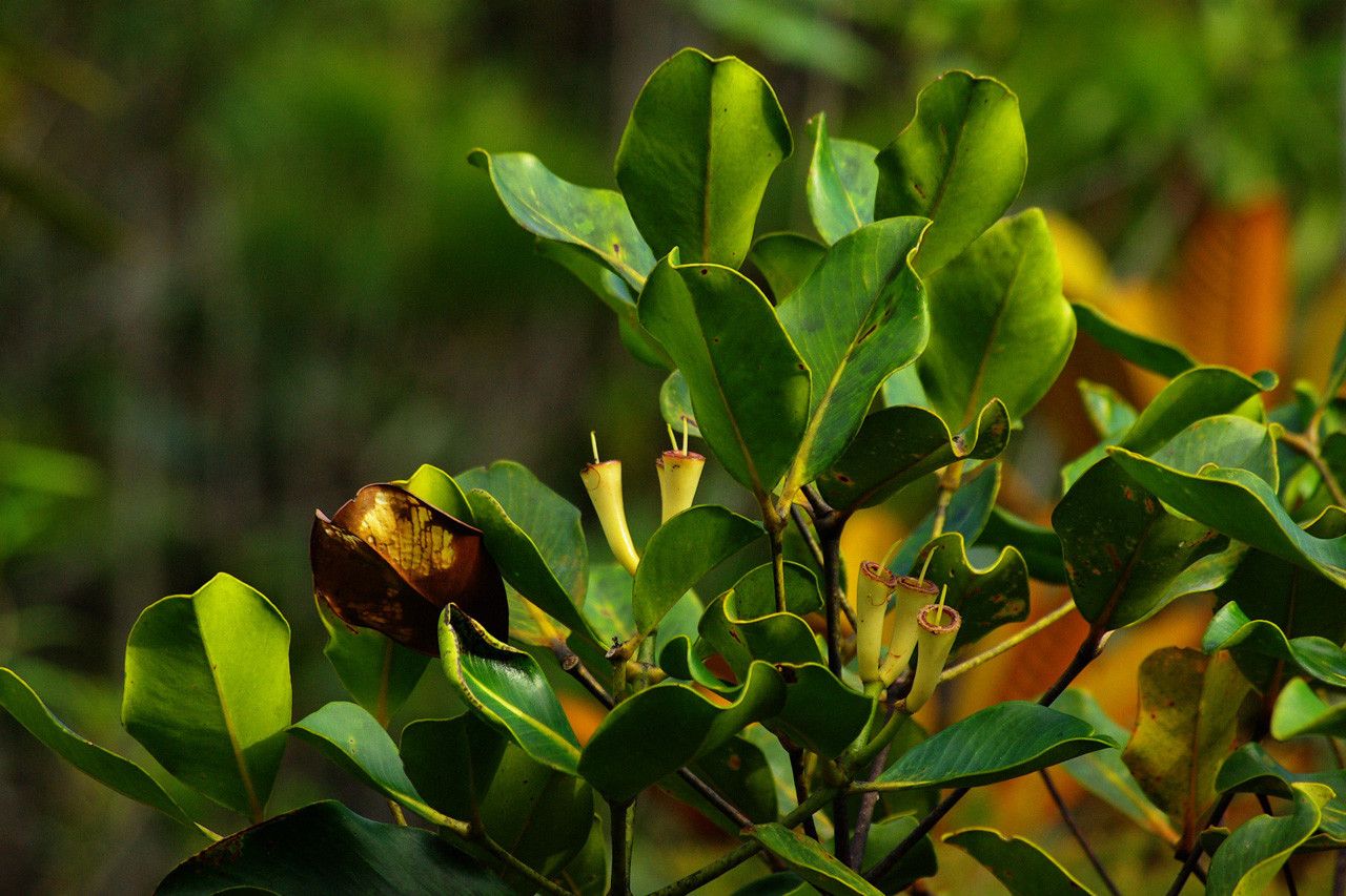 Syzygium nitens habit