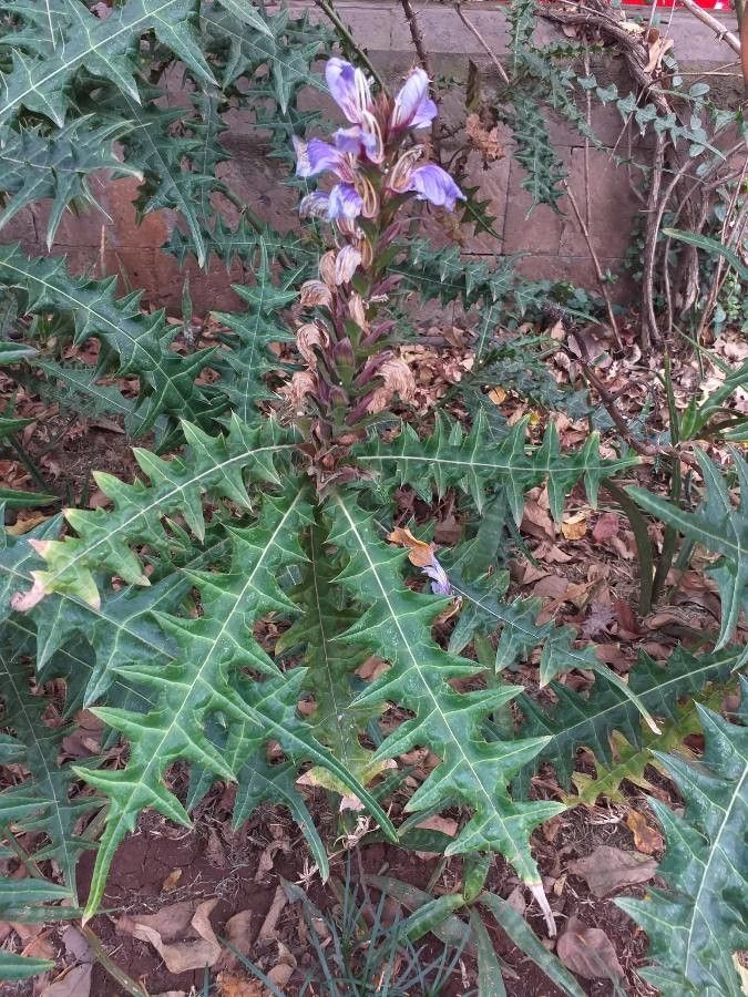 Acanthus eminens habit