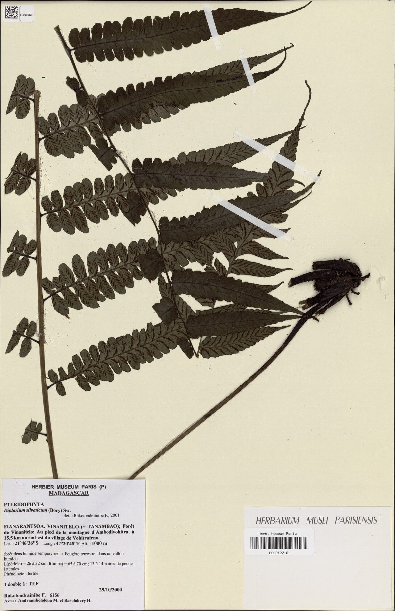 Diplazium sylvaticum — houseplant care guide