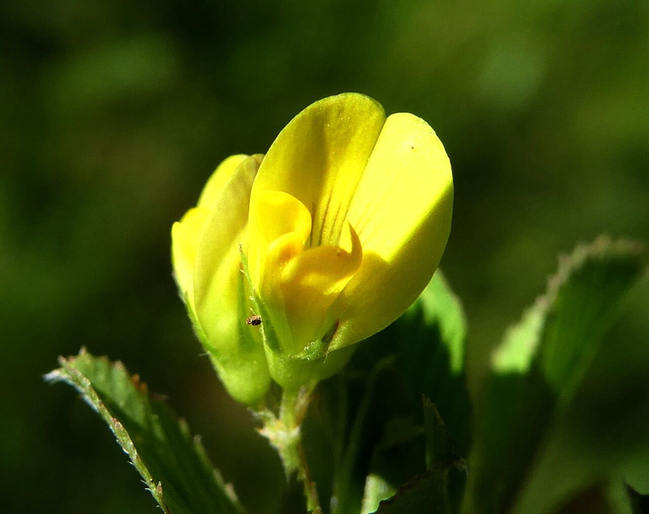Medicago suffruticosa flower