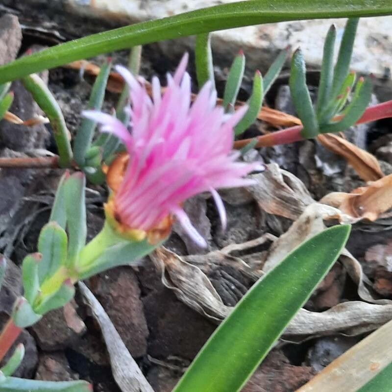 Lampranthus spectabilis flower