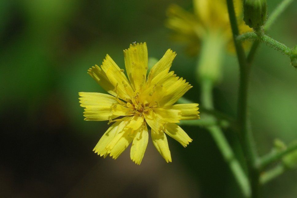 Hieracium gronovii — search result for 'Panama'