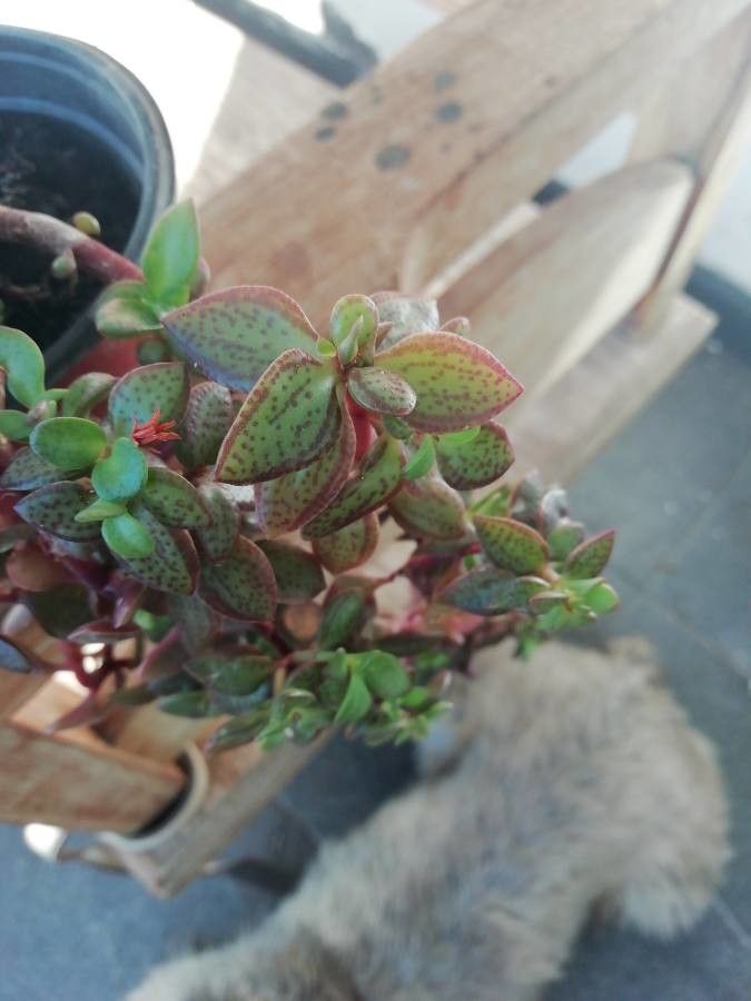 Crassula volkensii fruit
