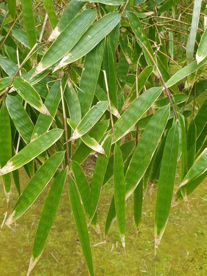 Dendrocalamus asper leaf