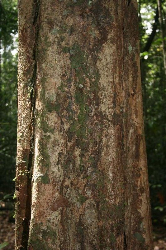 Inga fanchoniana bark