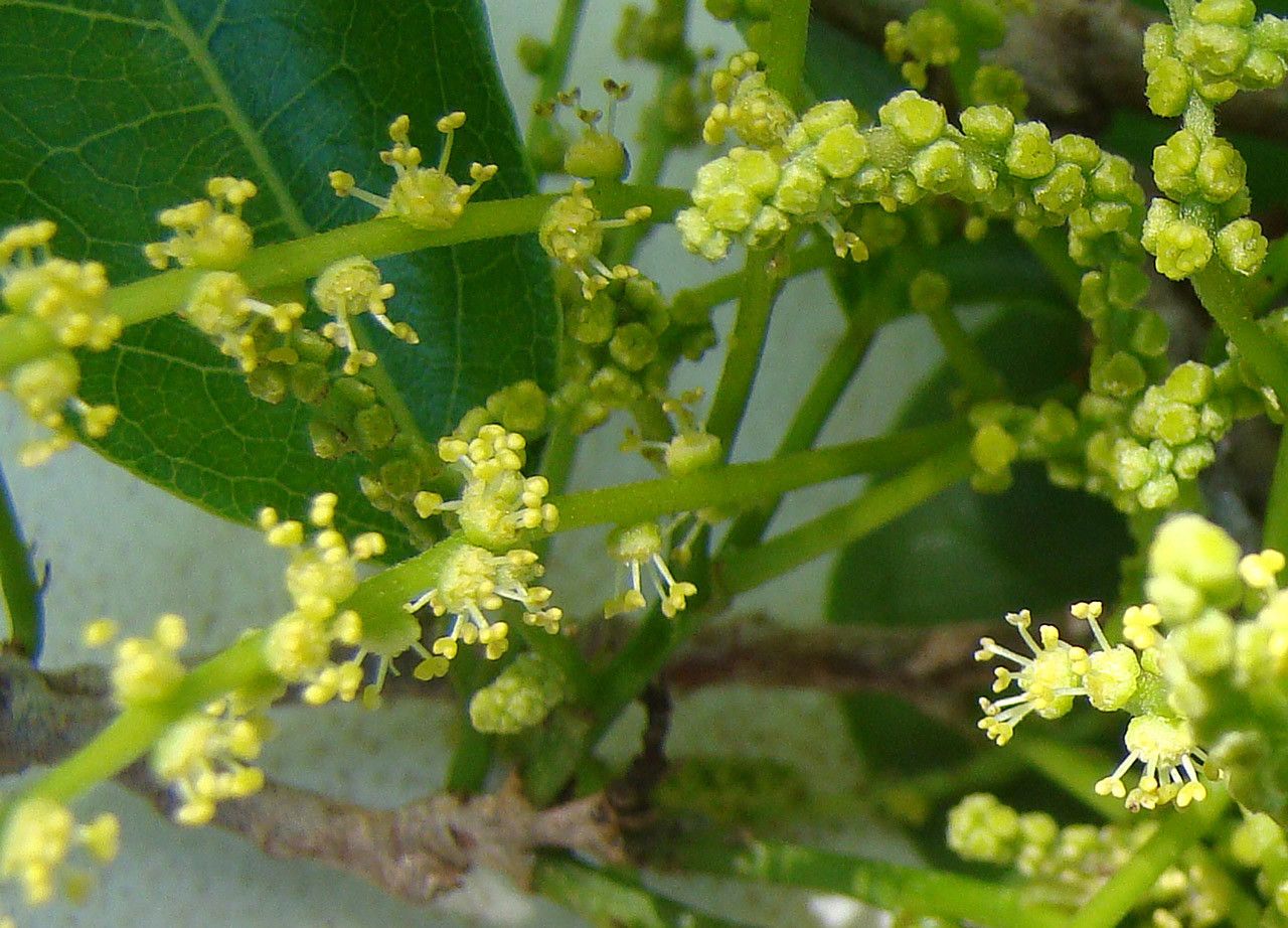 Antidesma messianianum — houseplant care guide