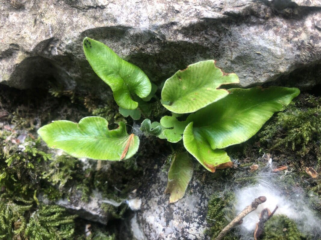 Asplenium sagittatum — search result for 'Asplenium'