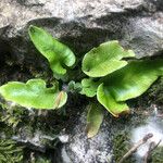Asplenium sagittatum
