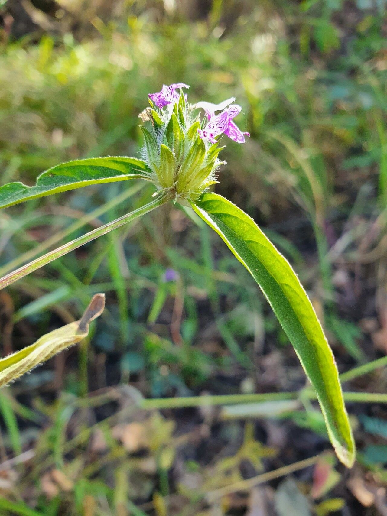 Dicliptera capitata — houseplant care guide