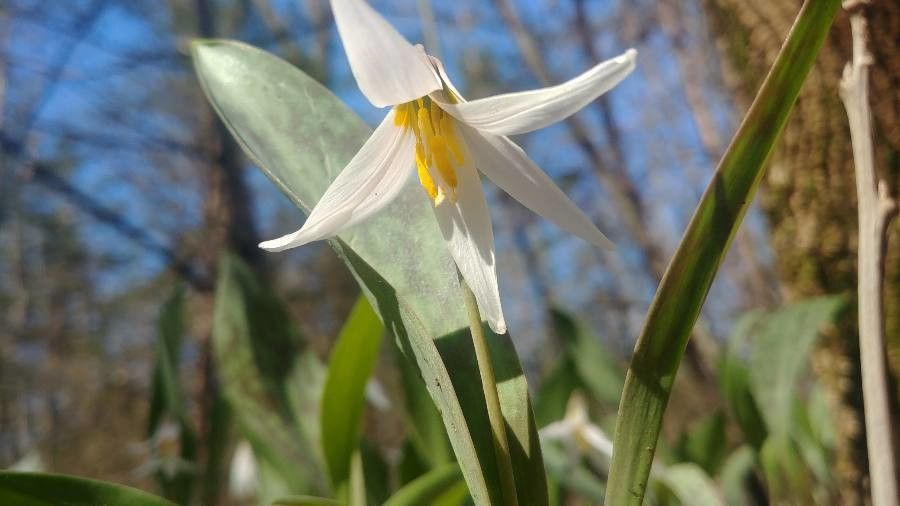 Erythronium albidum flower
