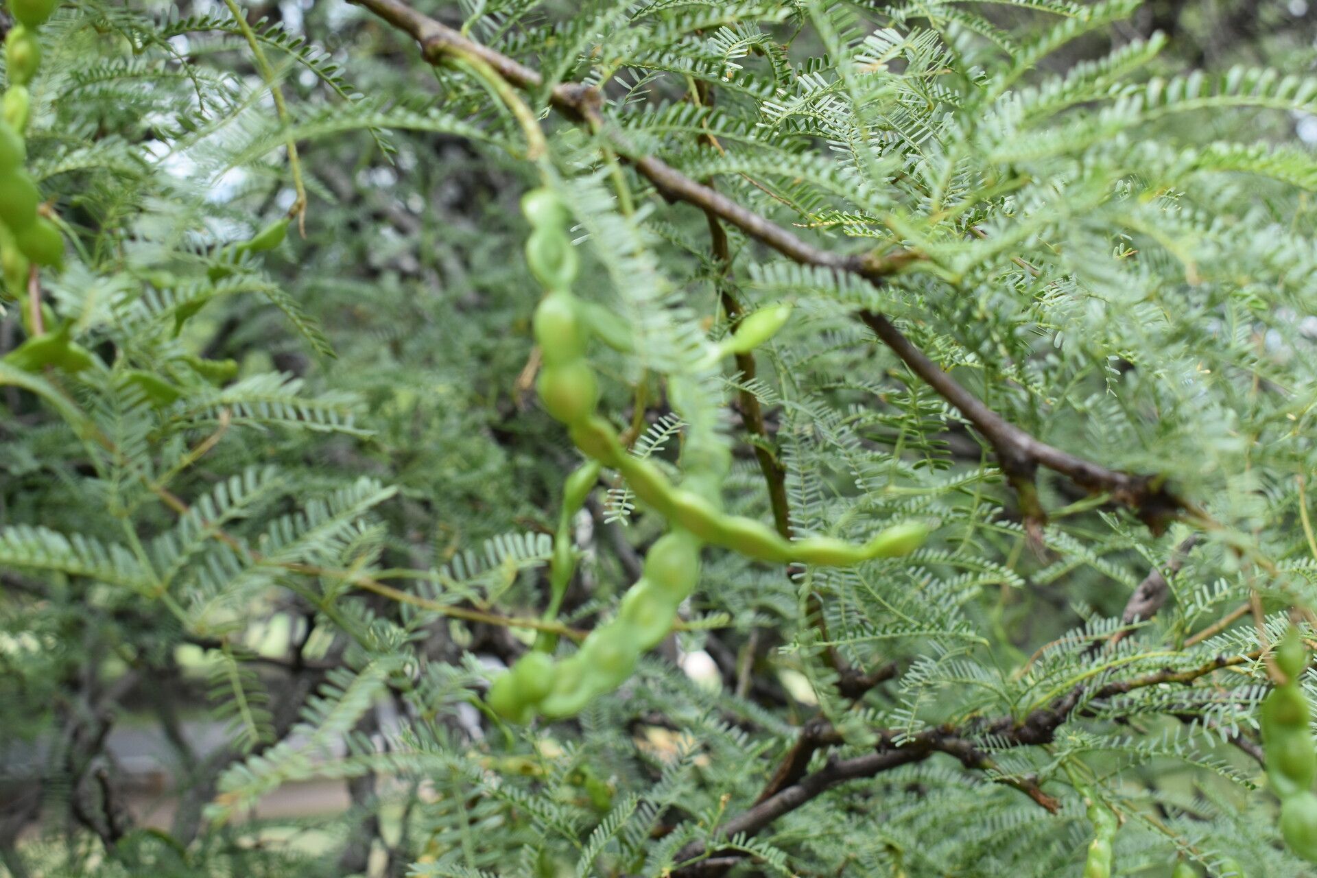 Prosopis nigra fruit