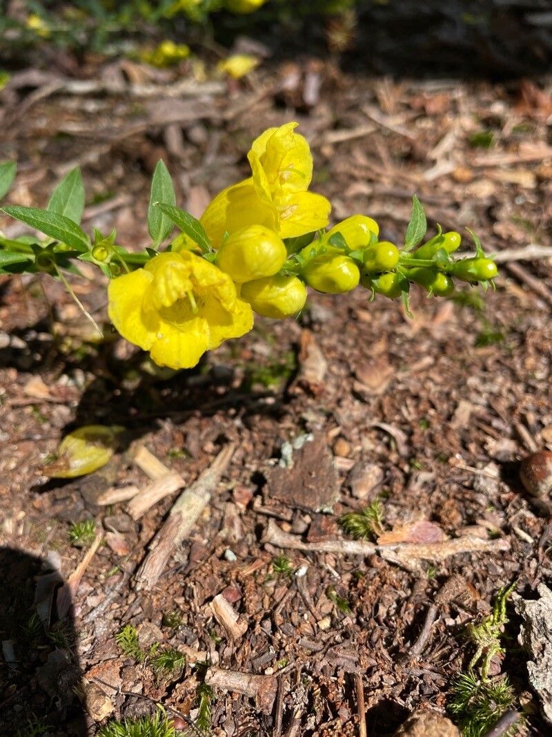 Aureolaria flava flower