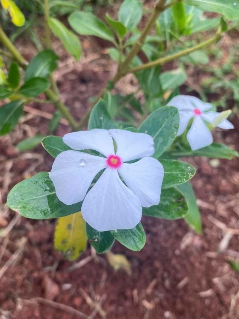 Catharanthus coriaceus flower