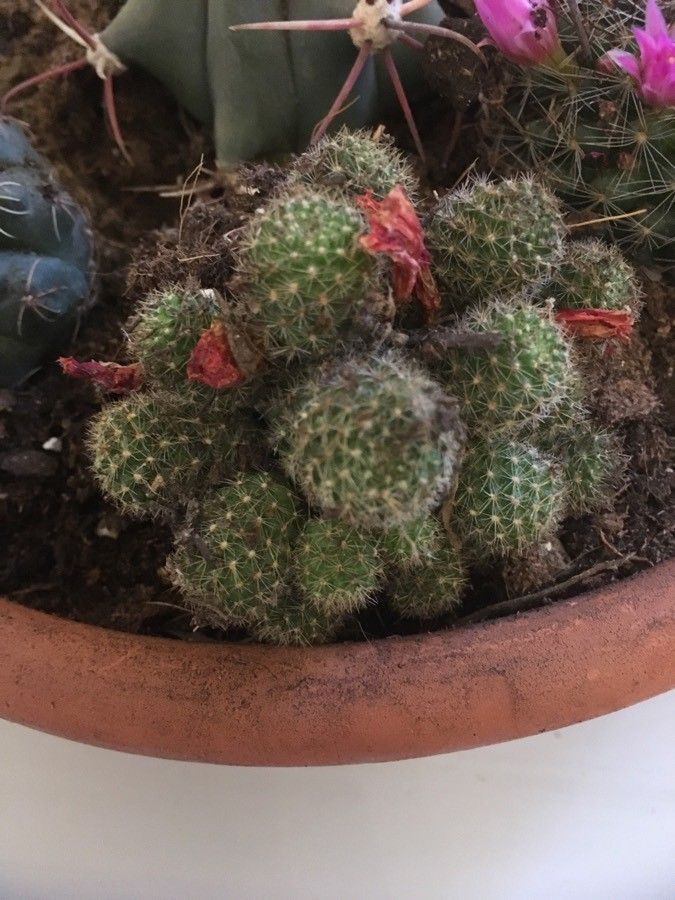 Aylostera perplexa leaf