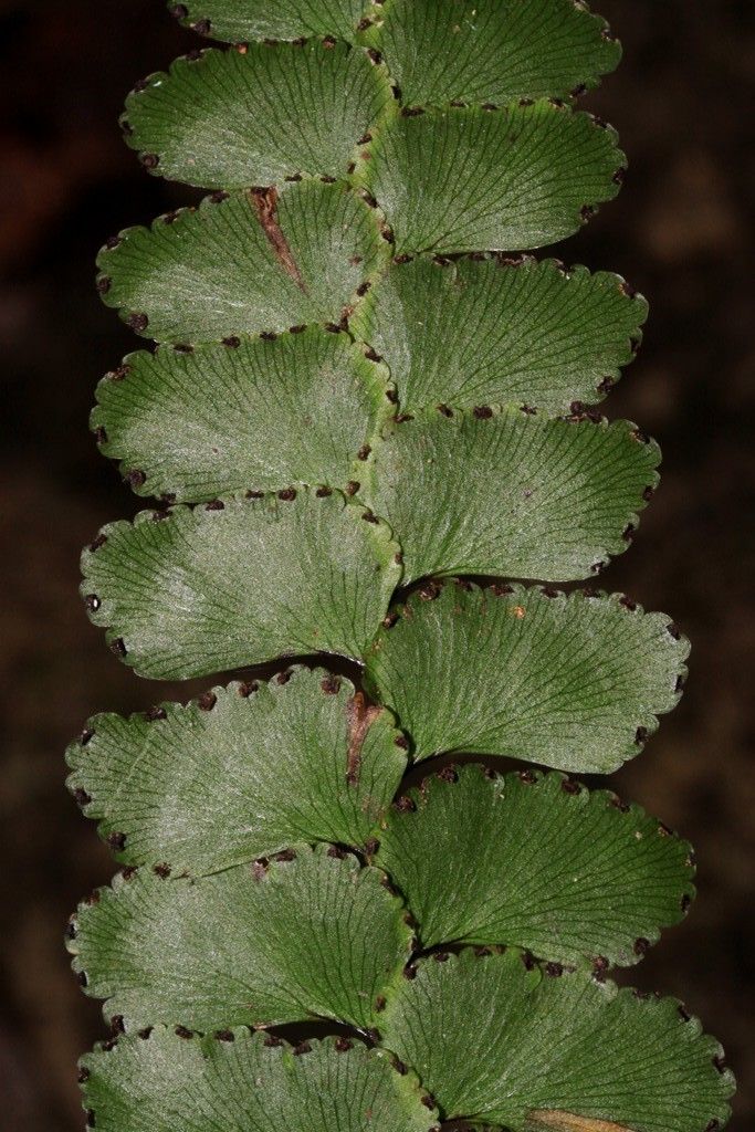 Adiantum fournieri bark
