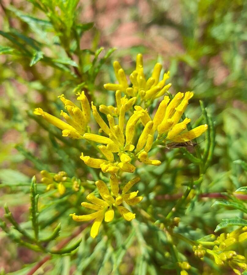 Tagetes riojana flower