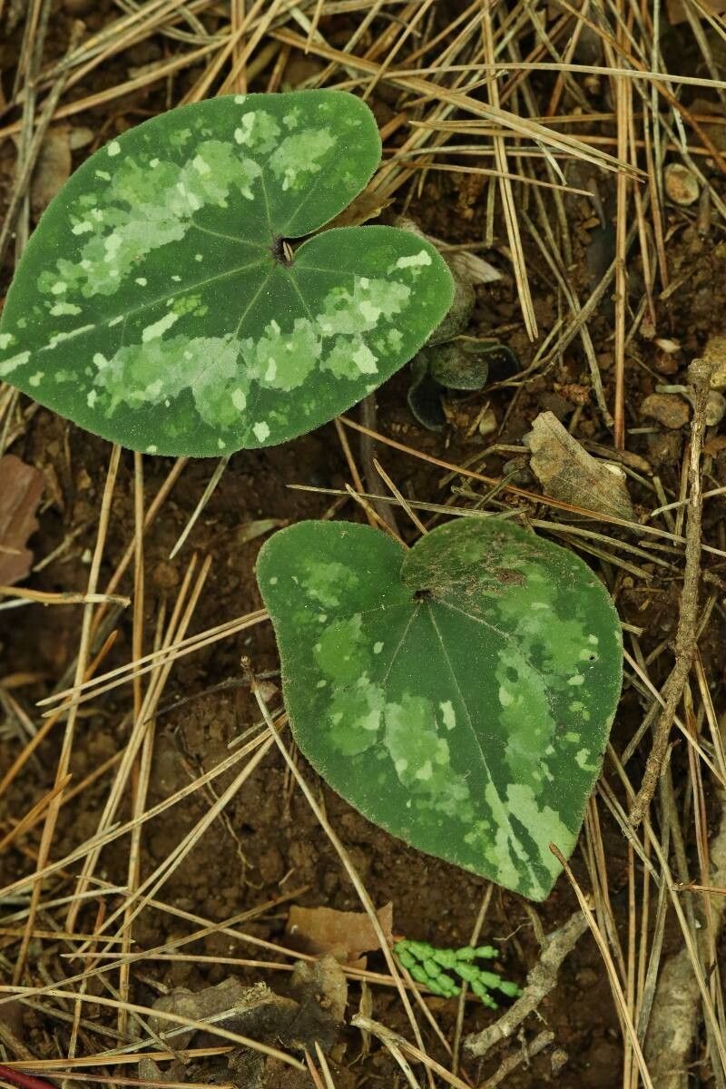 Asarum asperum