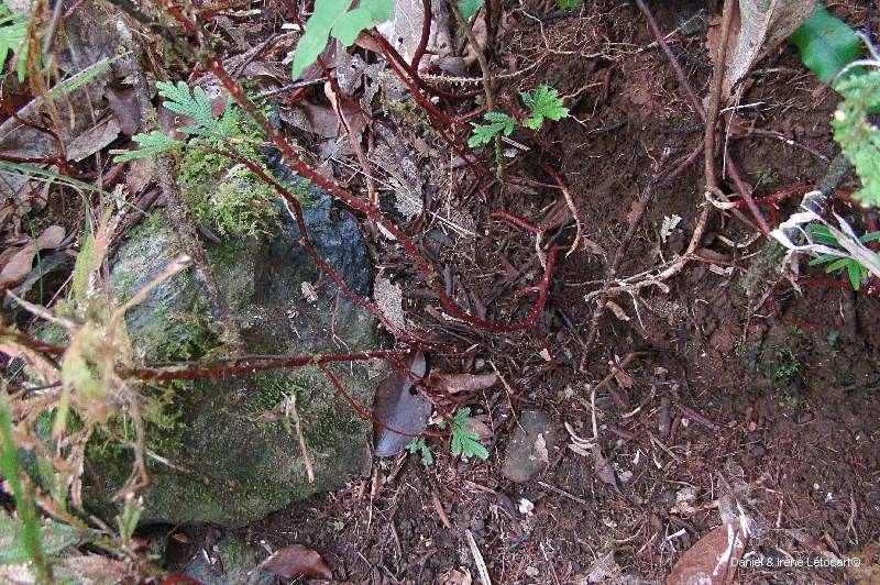Selaginella megastachya bark
