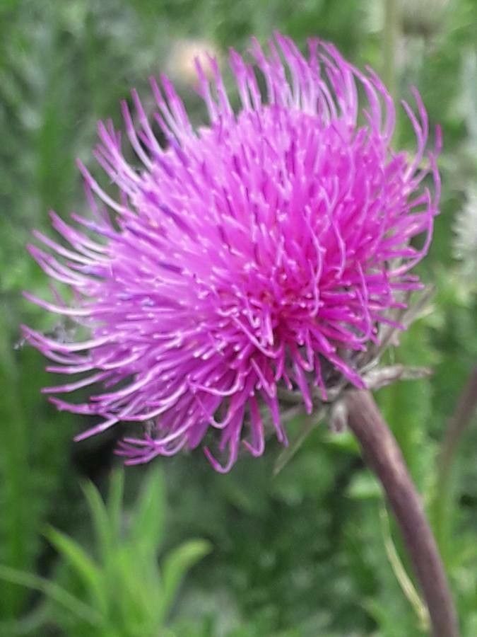 Carduus kerneri flower