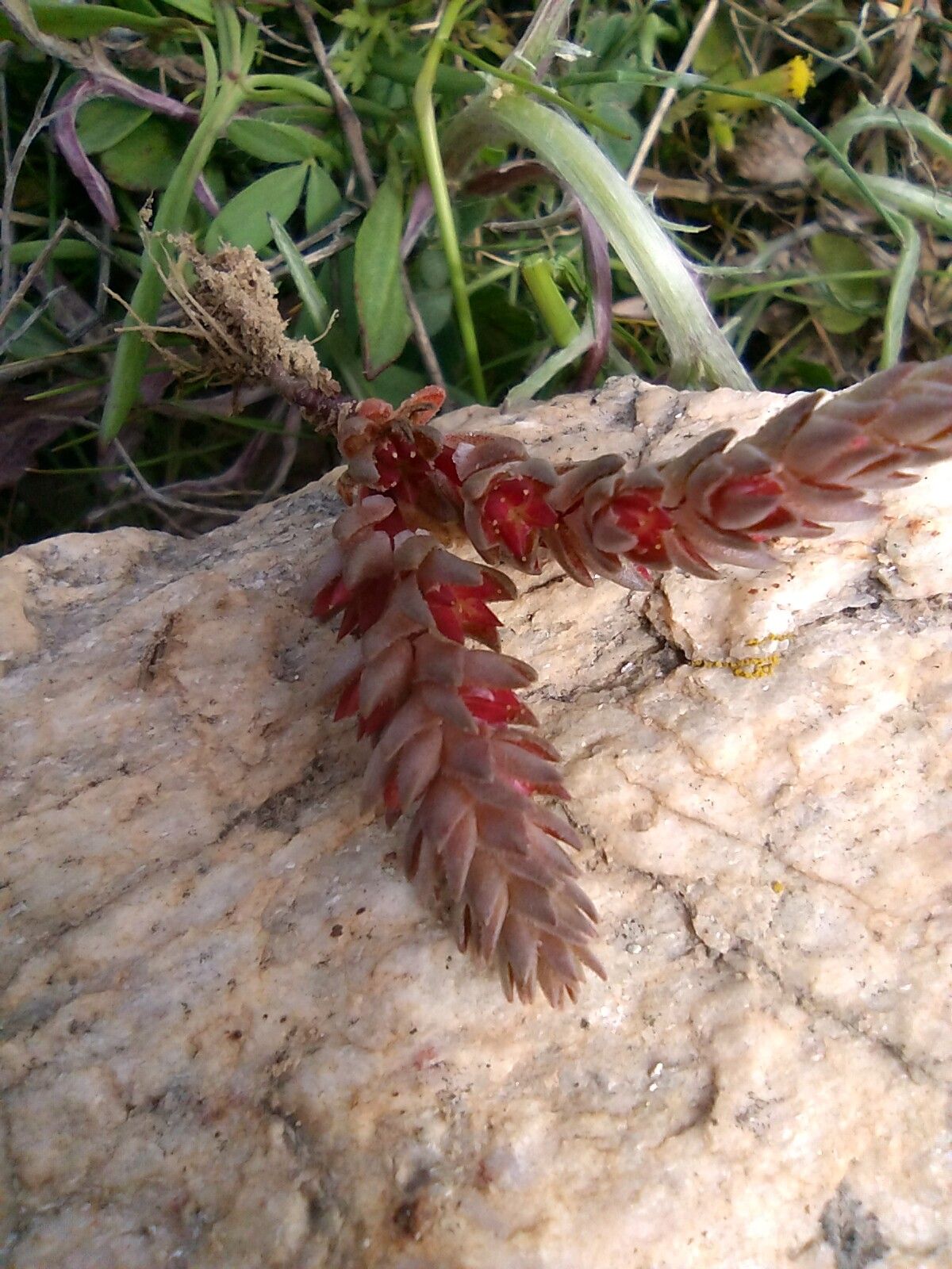 Sedum aetnense flower