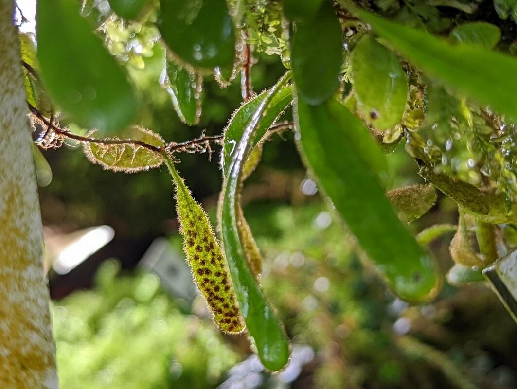 Pyrrosia nummulariifolia other