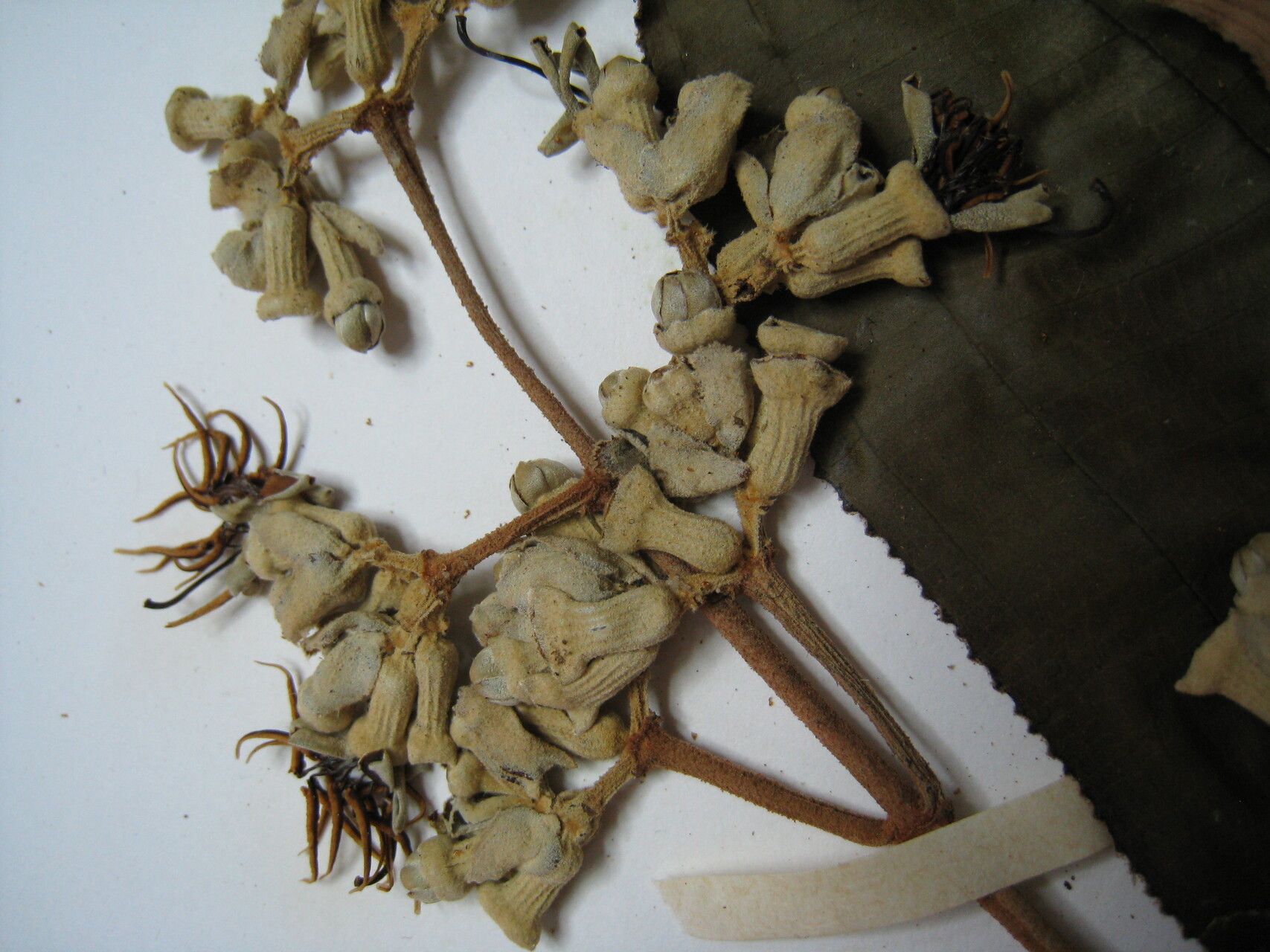 Miconia serrulata other