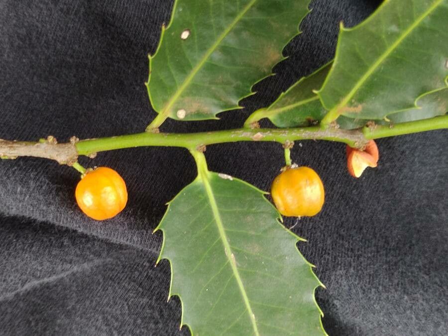 Maytenus ilicifolia fruit