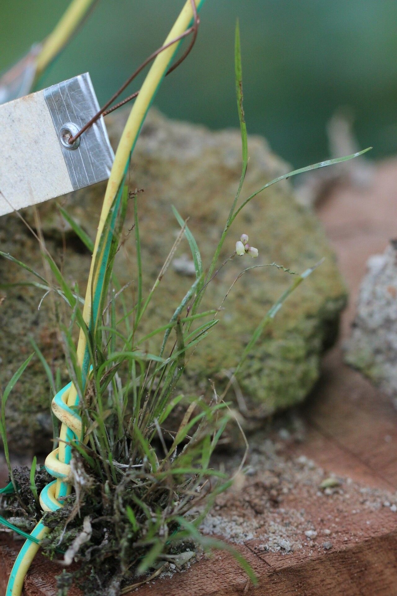 Polystachya seticaulis habit