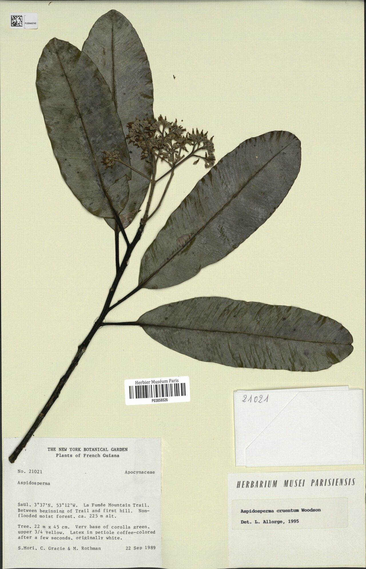 Aspidosperma eteanum fruit