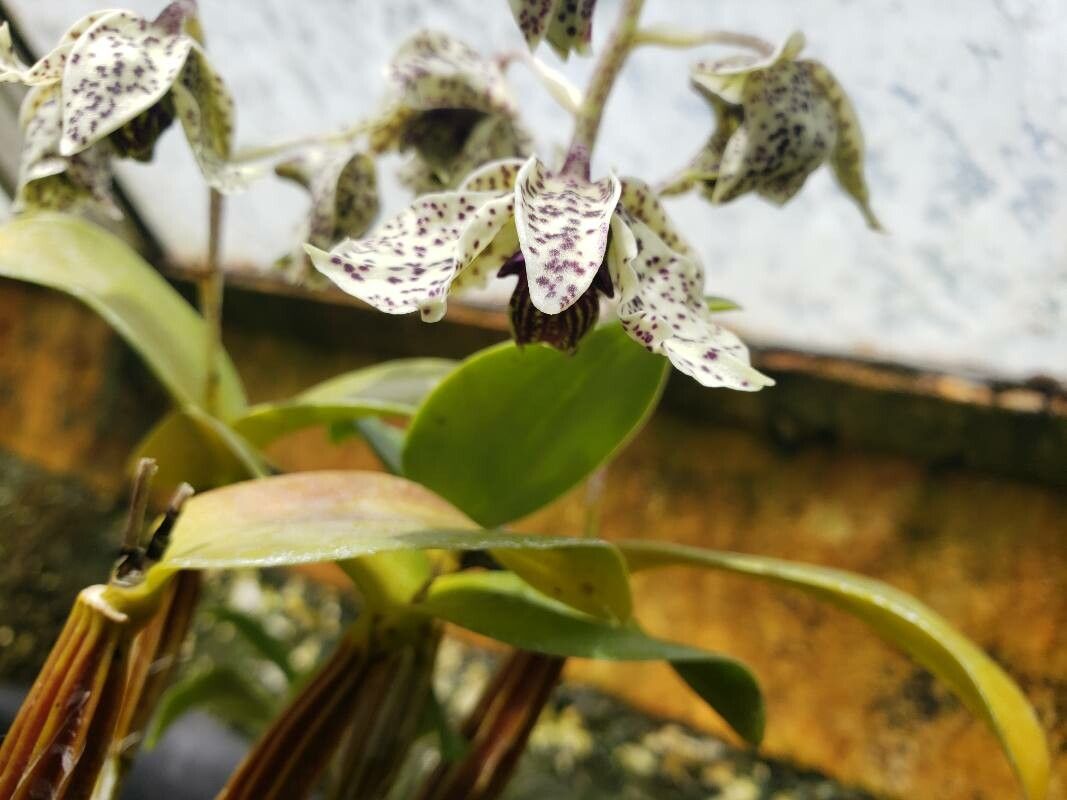 Dendrobium atroviolaceum flower