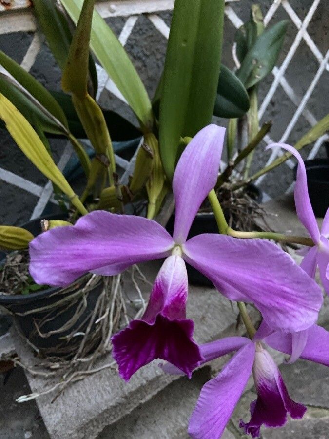 Cattleya pumila flower