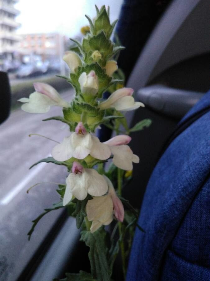 Bartsia trixago flower