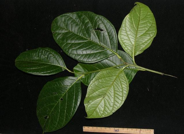 Cordia correae other