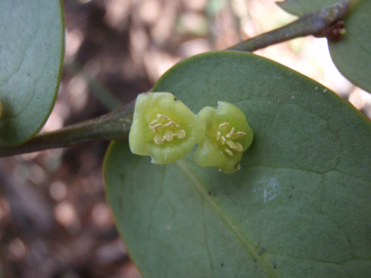 Phyllanthus parainduratus flower