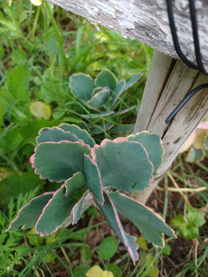 Bryophyllum daigremontianum leaf
