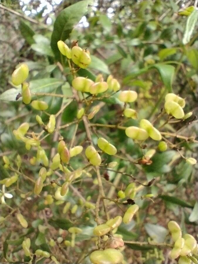Bursaria spinosa fruit