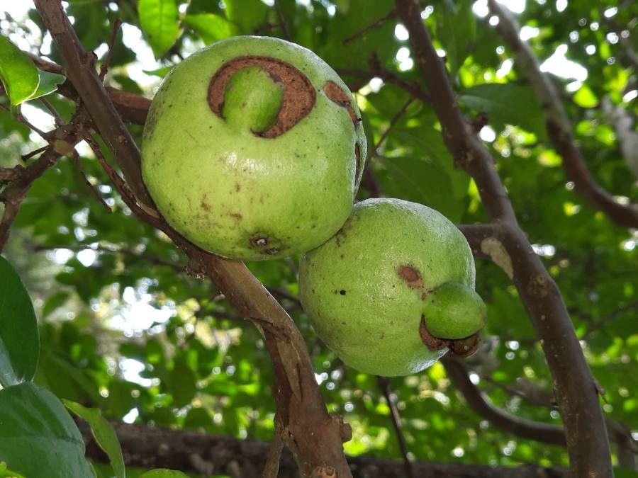 Psidium friedrichsthalianum fruit