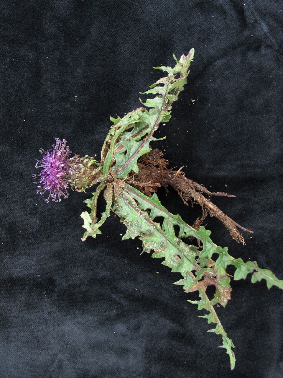 Saussurea leontodontoides habit