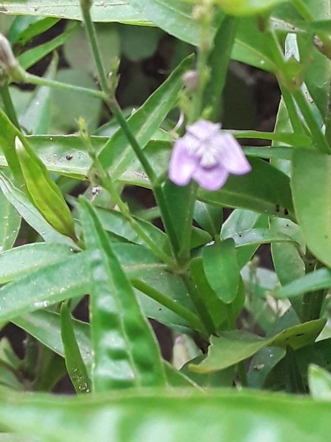 Justicia pectoralis — sleep aid houseplant