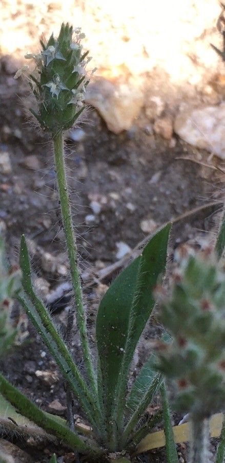 Plantago bellardii flower