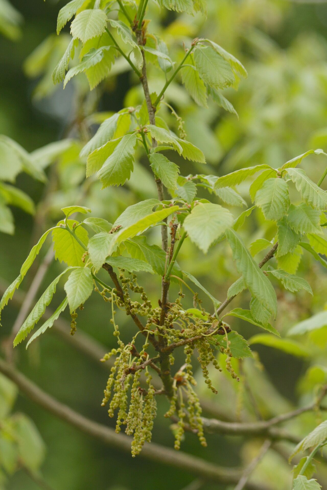 Quercus serrata flower