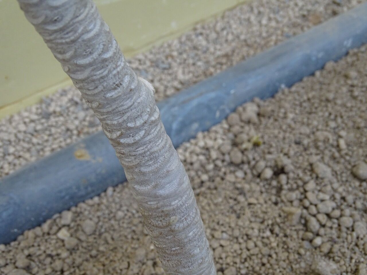 Euphorbia millotii bark