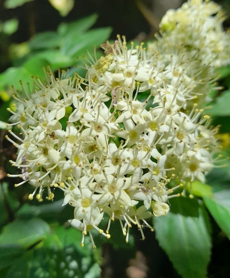 Sambucus australis flower