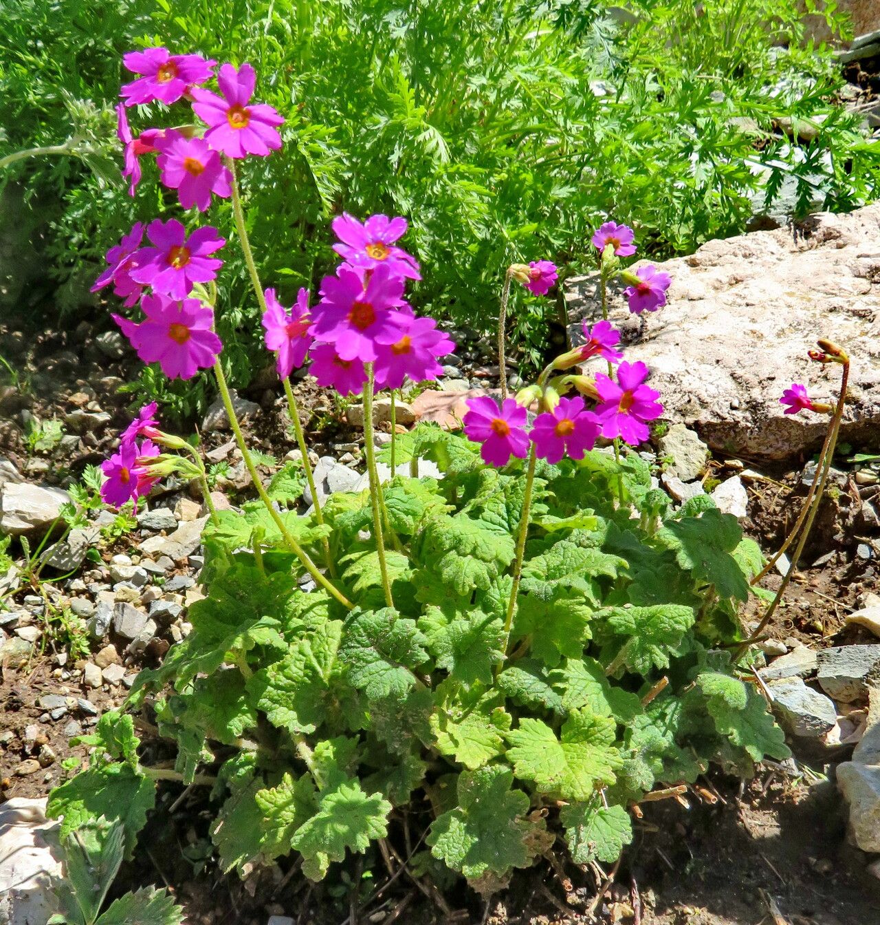 Primula cortusoides habit