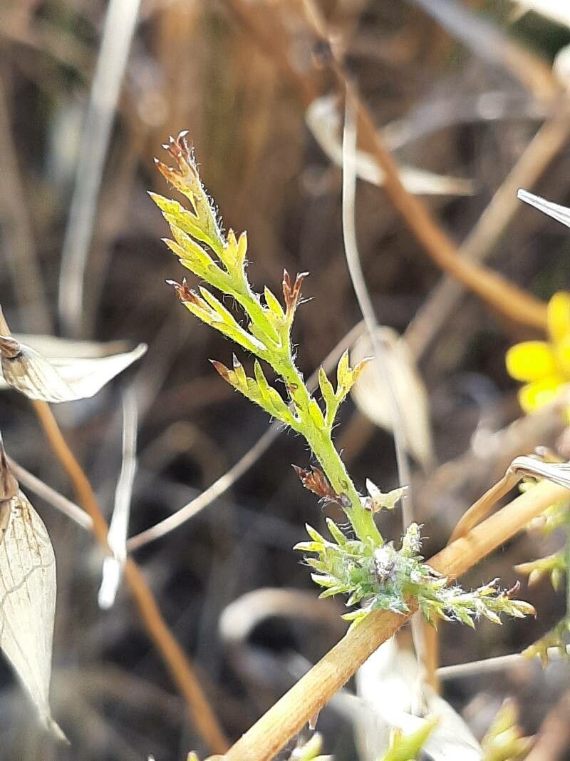 Anacyclus radiatus — related species from the same genus