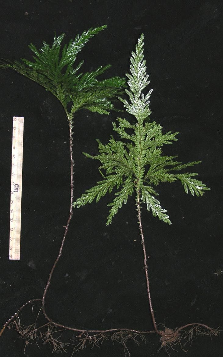 Selaginella arthritica other