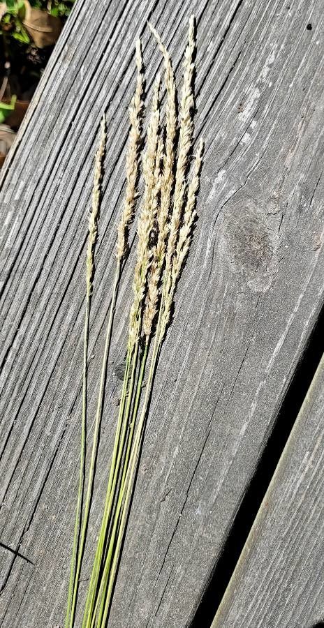 Ammophila breviligulata flower