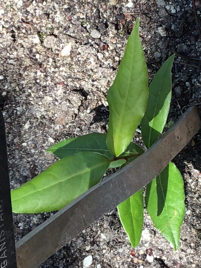 Eremurus himalaicus leaf