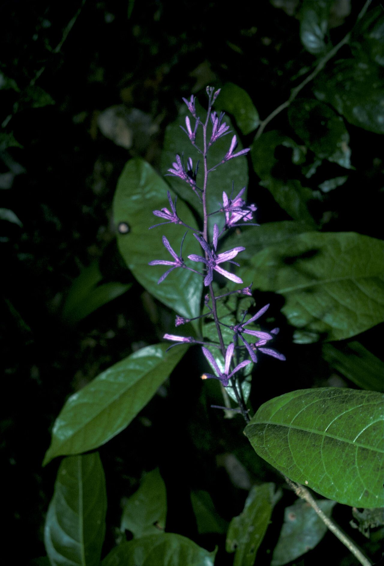 Petrea bracteata flower